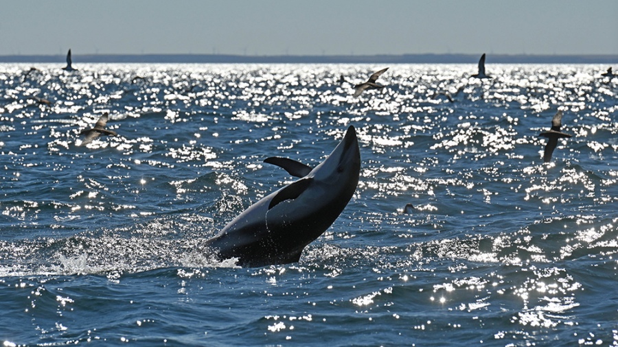 El show de delfines se divisa en grupos que van de ocho a quince ejemplares Foto Maxi Jonas